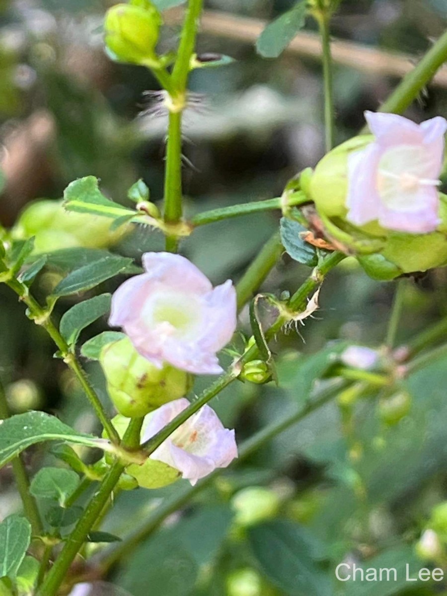 Strobilanthes glandulata Nilanthi et al.